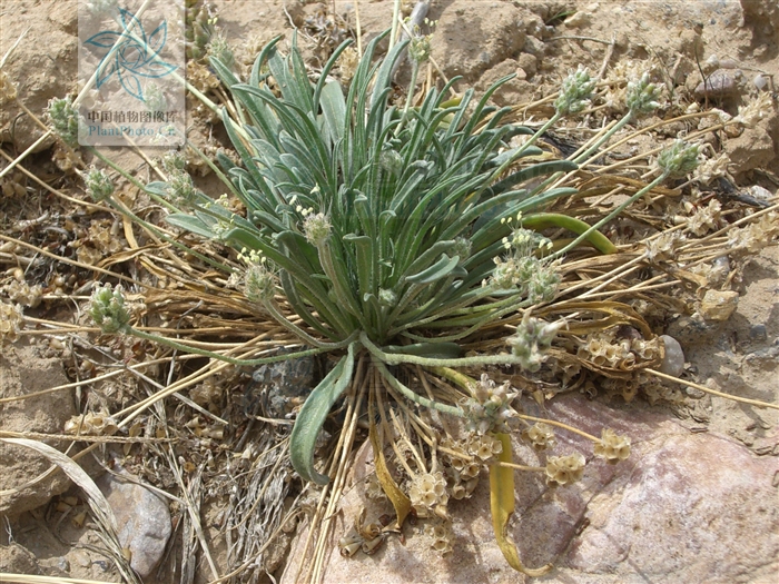 为 a target="_blank" href="/item/车前科/2297624" data-lemmaid=