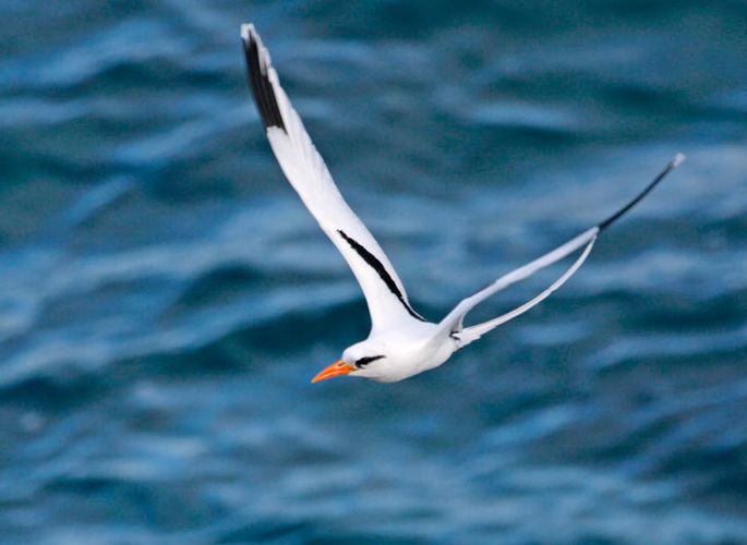 white-tailed tropicbird
