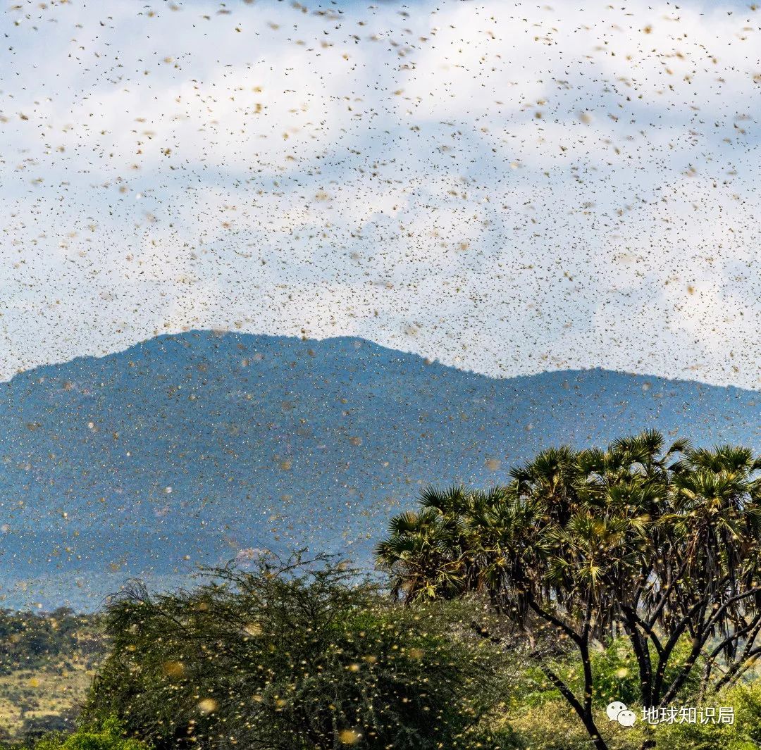 这次的蝗灾，真的很凶_百科TA说
