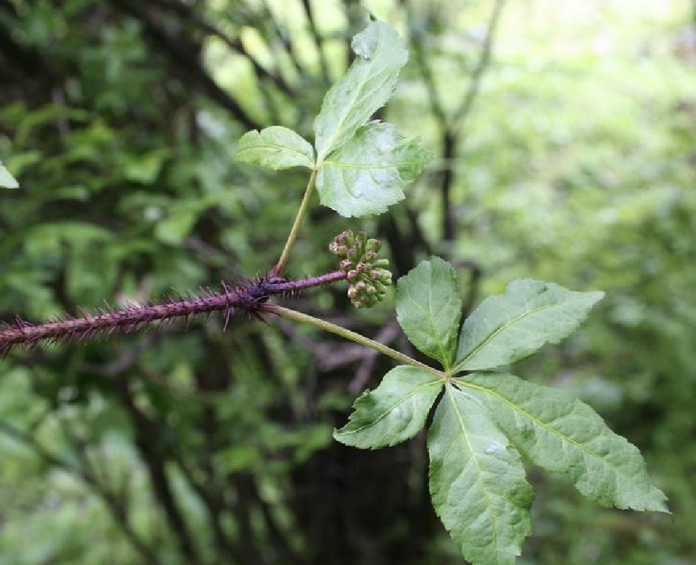  p>红毛五加(学名: i>eleutherococcus /i>  i>giraldii /i> (harms)