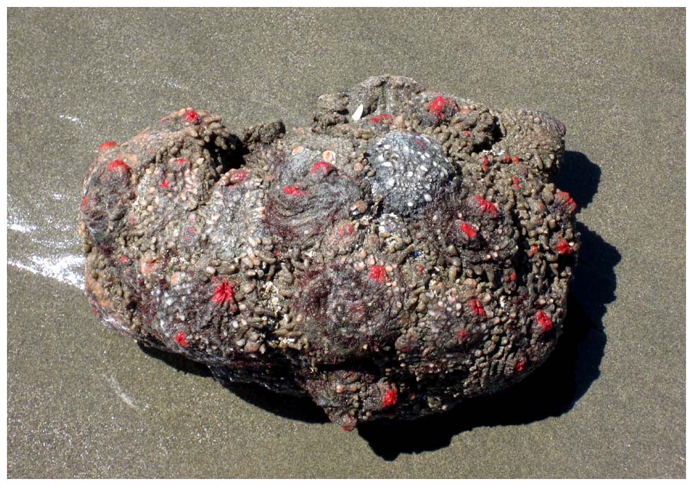  /i>):是 a target="_blank" href="/item/被囊动物/8101250" data