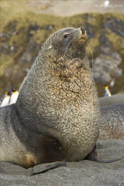 南极毛皮海狮