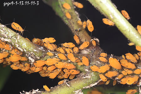 翅目 a target="_blank" href="/item/蚜科">蚜科 /a>蚜属的一种蚜虫