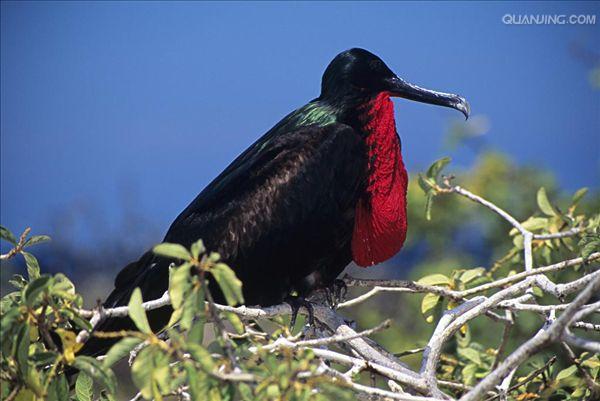  p>军舰鸟(学名:fregata)是 a target="_blank" href="/item/鹈形目">