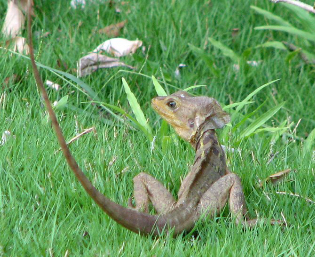 整体体形侧扁,一般成年蜥蜴重约90克,身长约50厘米.