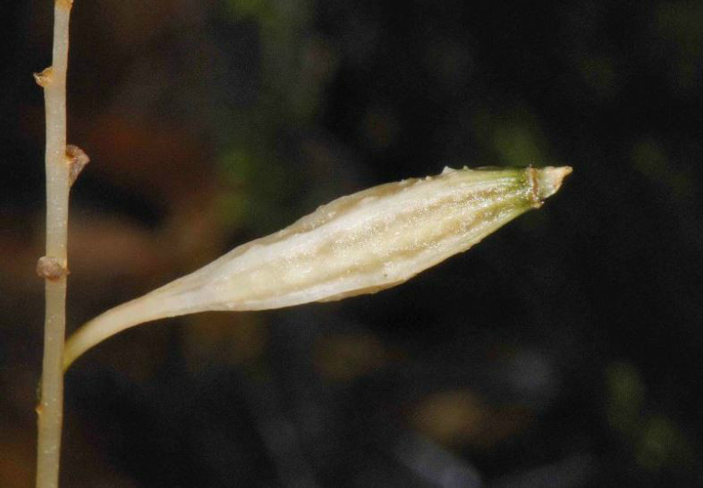  p>秋天麻(学名: i>gastrodia autumnalis /i>  t. p.