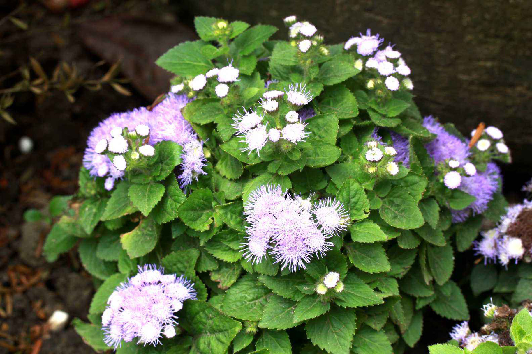 一年生草本,高50-100厘米,有时又不足10厘米.