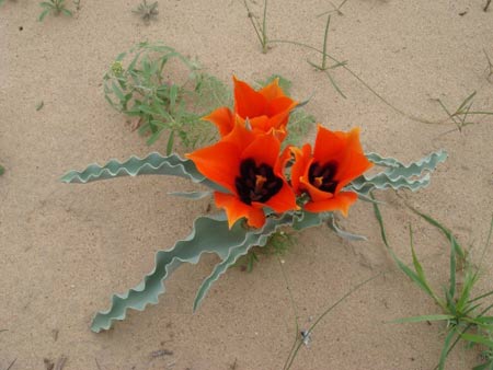 依米花是文学创作中虚构的 a target="_blank" href="/item/非洲