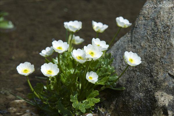 是毛茛科毛茛属植物.