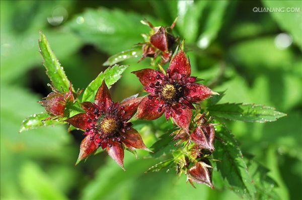  p>沼委陵菜(学名: i>comarum palustre /i>)为蔷薇科 a target="