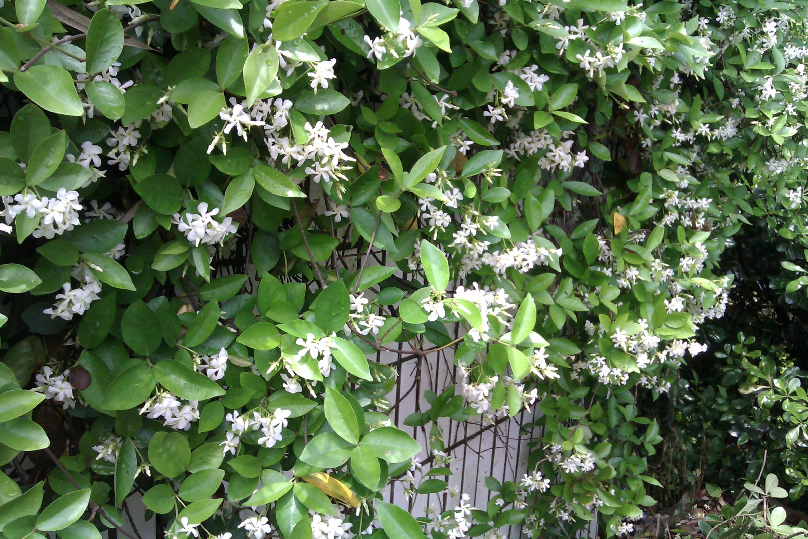 是夹竹桃科,络石属常绿木质 a target="_blank" href="/item/藤本">