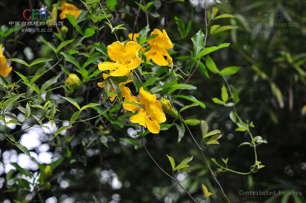 gentry)是紫葳科,猫爪藤属攀援 a href="#">藤本 /a>植物,茎纤细苹