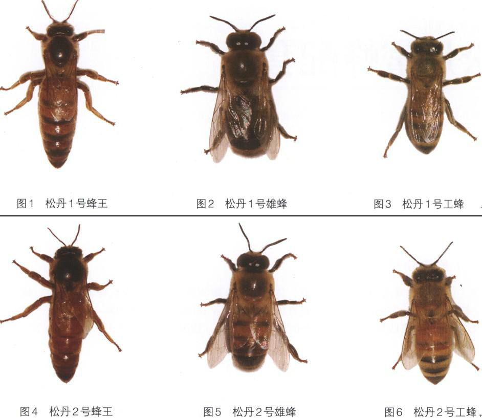 松丹蜜蜂配套系