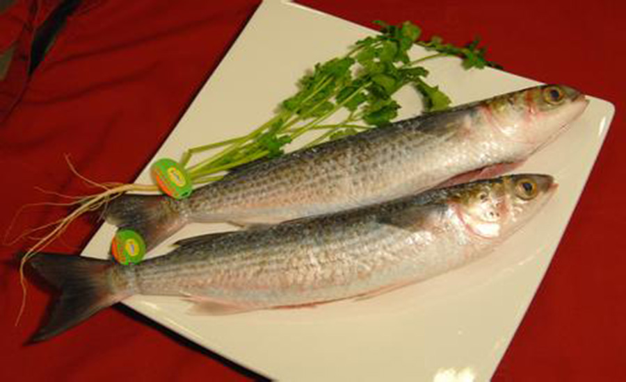  p>乌头鱼又称"新鱼",食植物性食物,往往生活在蟹洞,海朗头和蚝塘中