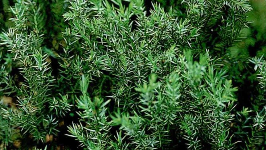  p>昆明柏(学名:sabina gaussenii (cheng) cheng et w. t.