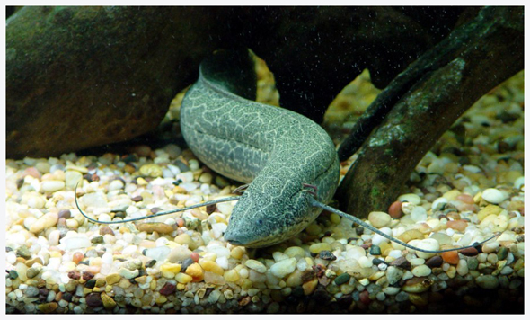  p>澳大利亚肺鱼(neoceratodus forsteri)又称澳洲肺鱼,昆士兰肺鱼,为