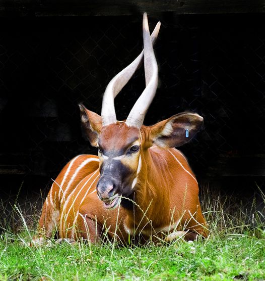 i>)是体型最大的林栖性 a target="_blank" href="/item/羚羊/19414"