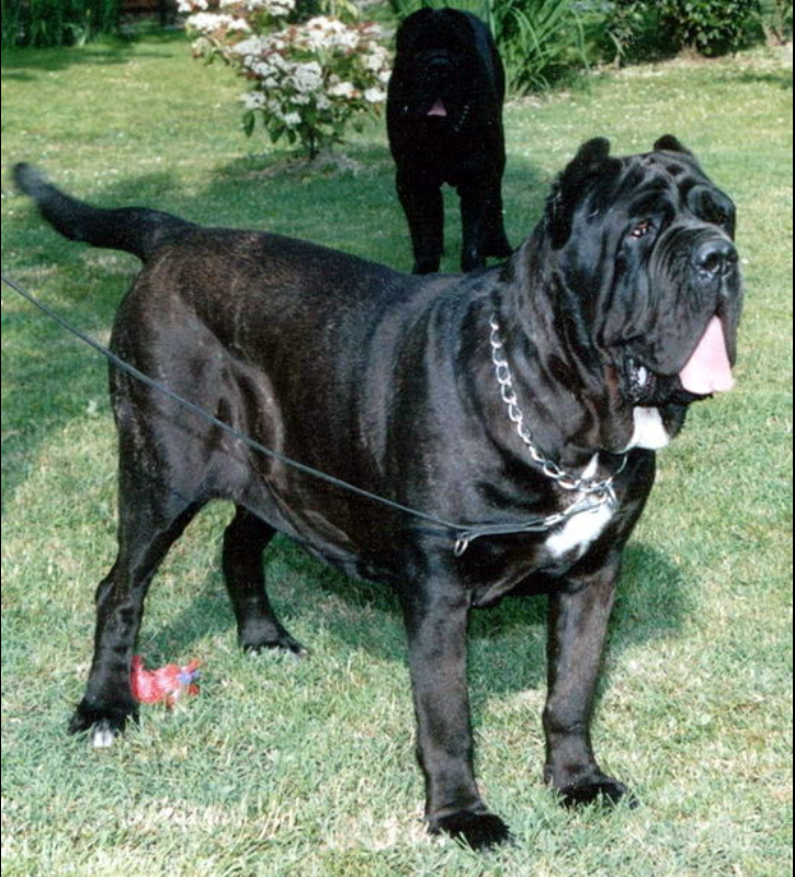 它肌肉饱满的身体几乎呈直角型,它有着硕大的头颅,满是褶皱的脸,面部