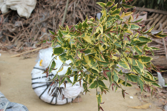 是指其叶片,茎杆等常年呈现出异色(非绿色)的植物,如 a target="