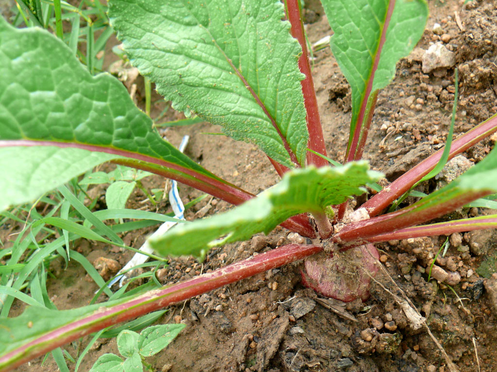  p>芸薹属(brassica)是一个十字花科下的属.