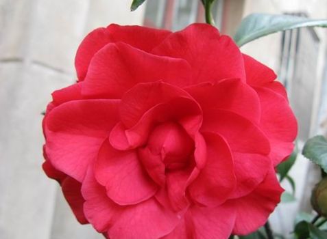  p>红珍珠是 a href="#" data-lemmaid="315158">茶花 /a>的一个品种.