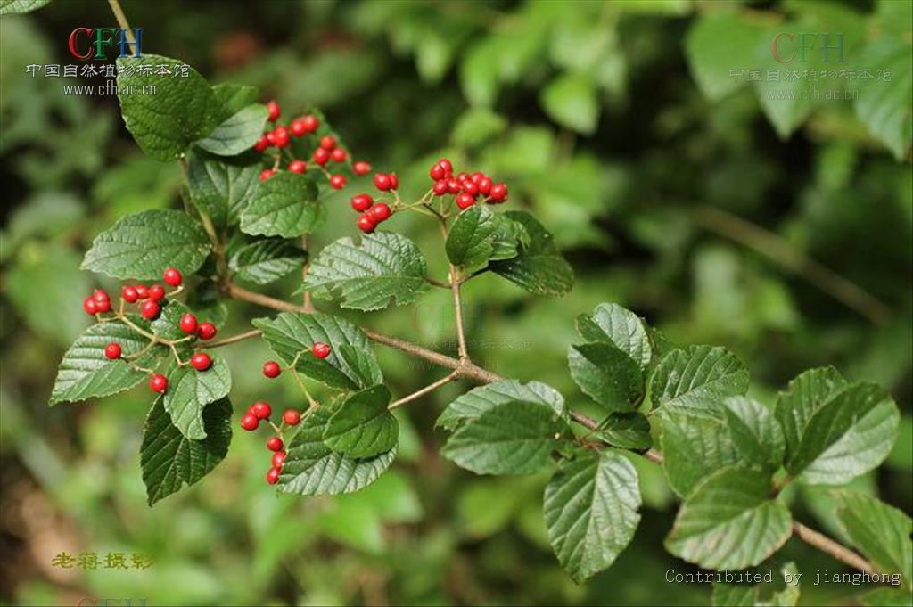 viburnum luzonicum rolfe