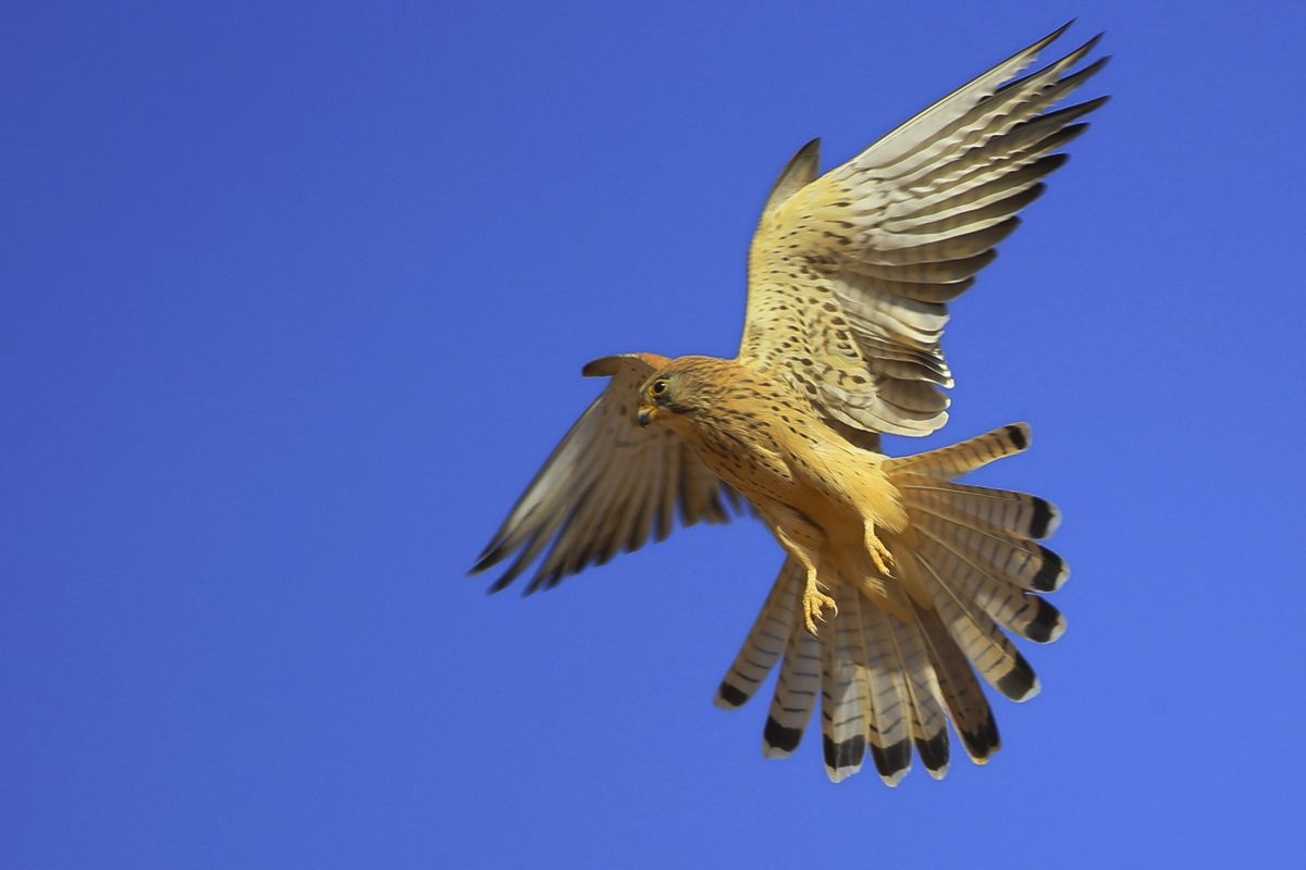  p>隼科(falconidae)在 a href="#" data-lemmaid="1298770">生物分类