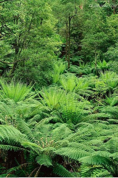 alsophila spinulosa (wall. ex hook.) r. m. tryon