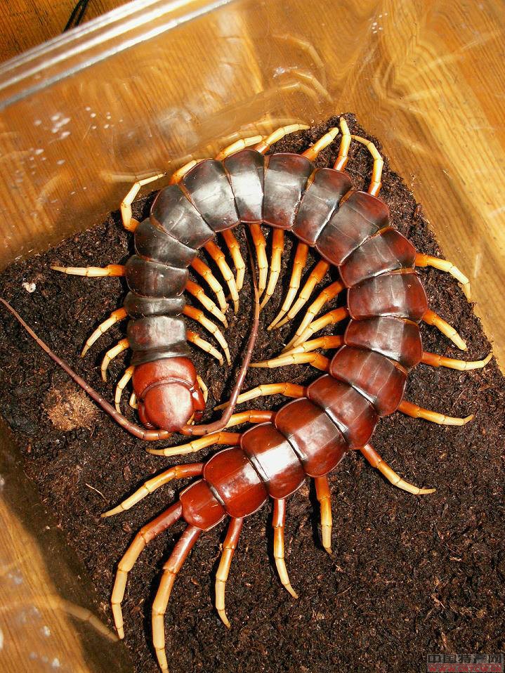  p>多足纲动物属于节肢动物,分布在陆地潮湿的地方,身体扁平或圆筒形