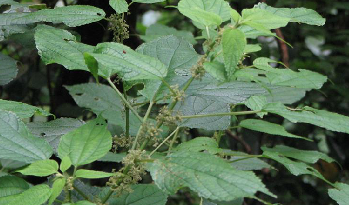  p>舌柱麻属( a target="_blank" href="/item/学名/8074290" data