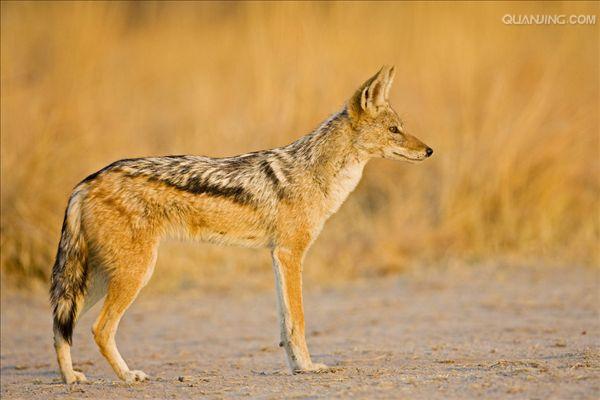  p>黑背胡狼(学名: i>canis mesomelas /i>):个头较小,长相似狗,行动