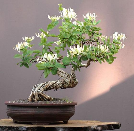  p>金银花 ,正名为 a target="_blank" href="/item/忍冬/758885"