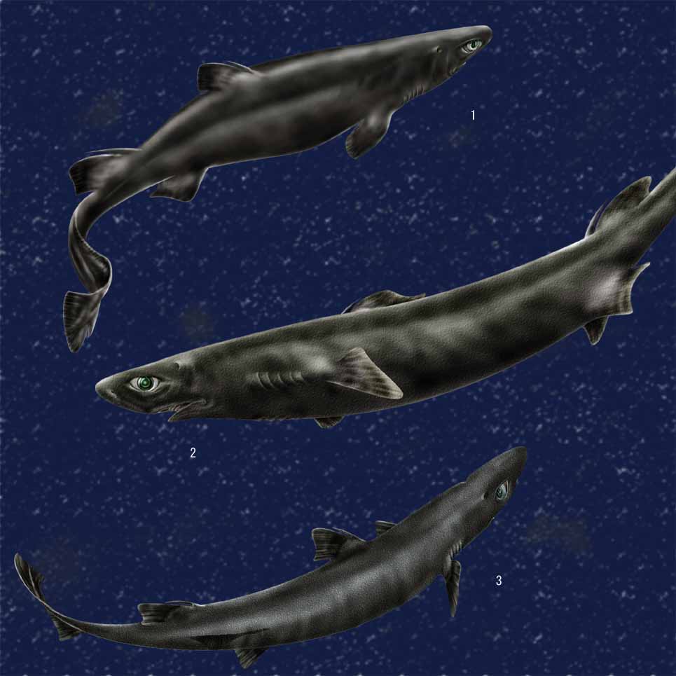  p>角鲨指的是 a href="#" data-lemmaid="3516708">脊索动物门 /a>