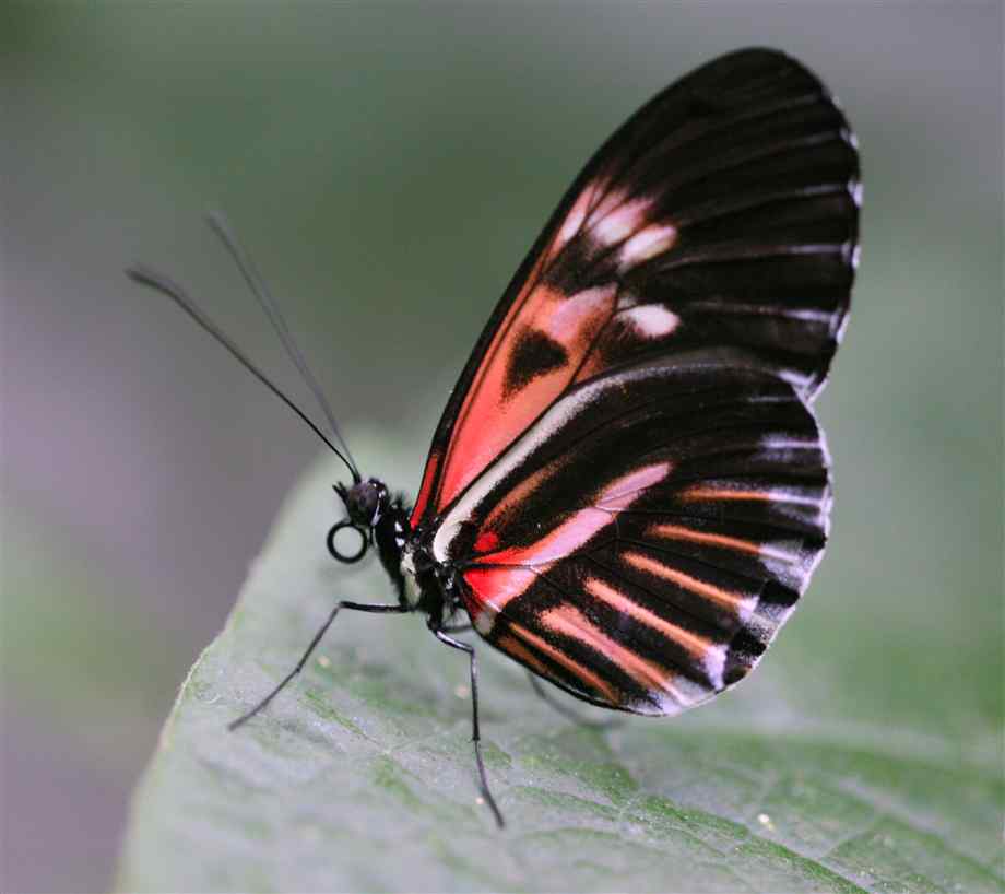  p>红带袖蝶 i>(学名:heliconius melpomene) /i>,又名红色邮差蝴蝶