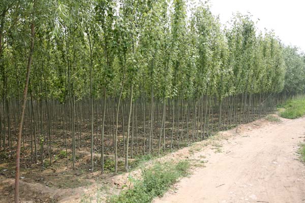  p>新疆杨(学名: i>populus alba /i> var.  i>pyramidalis /i> bge.