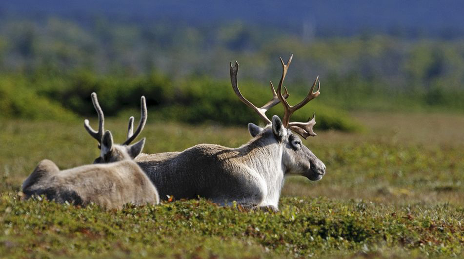 migratory woodland caribou