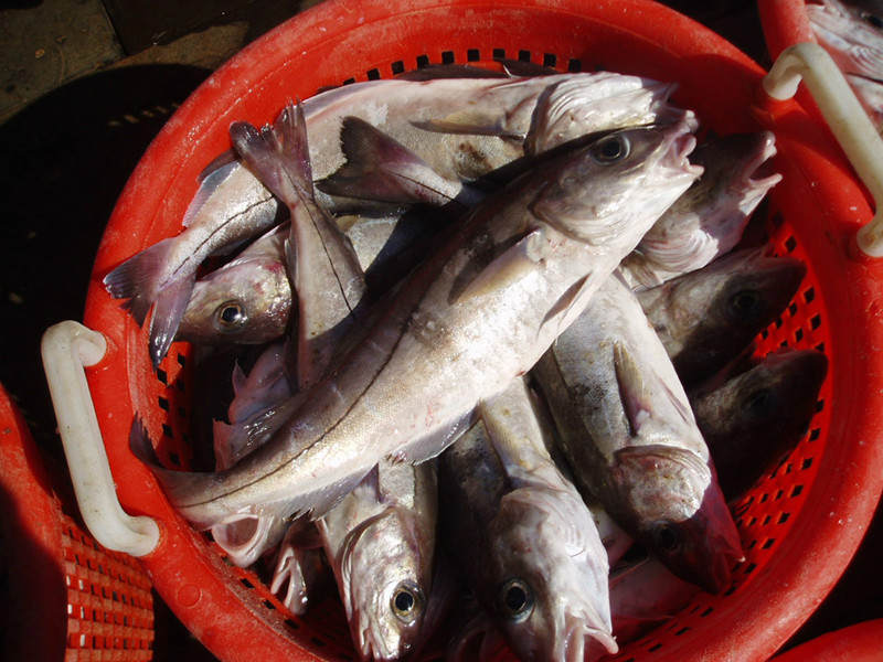  p>黑线鳕 , a href="#" data-lemmaid="16182438">鳕科 /a>黑线鳕的