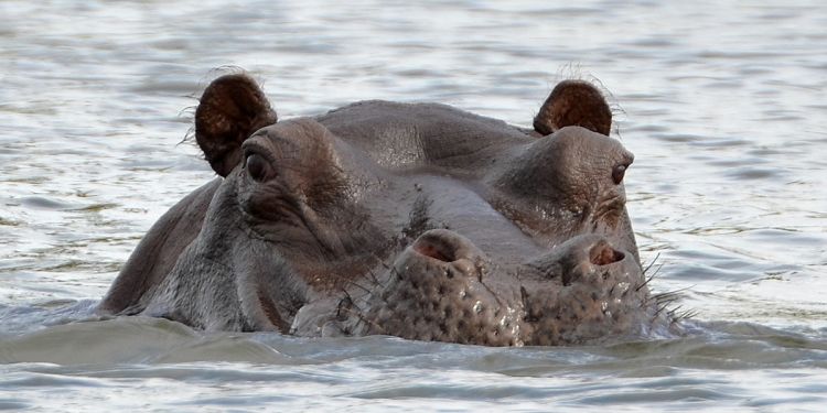  p>河马南非亚种是河马的亚种之一.体型巨大,首领级别的公河马长3.