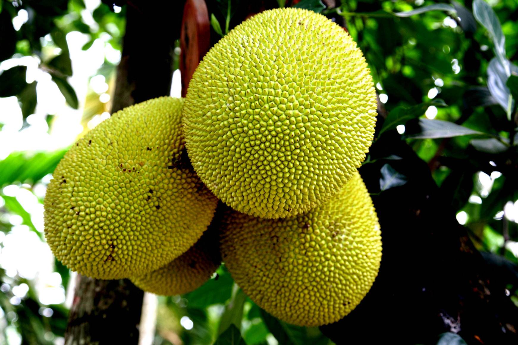 是桑科波罗蜜属植物,常绿乔木,树高10-20米,胸径达30-50厘米;托叶抱