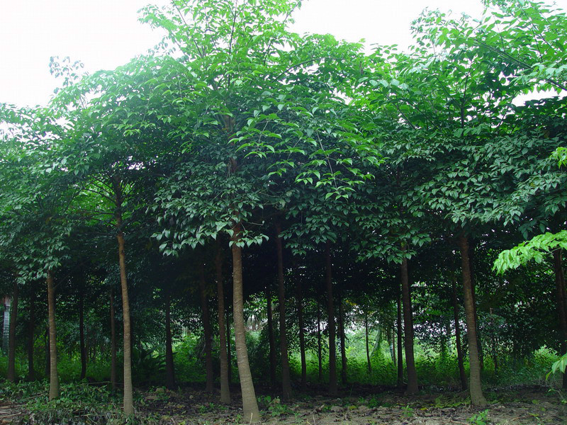 幌伞枫（五加科幌伞枫属植物）_百度百科