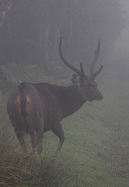  p>水鹿(学名: i>rusa unicolor /i>)体型粗壮接近 a target="_blank"