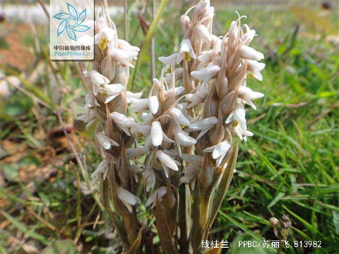  p>线柱兰(学名: i>zeuxine strateumatica /i> (l.) schltr.