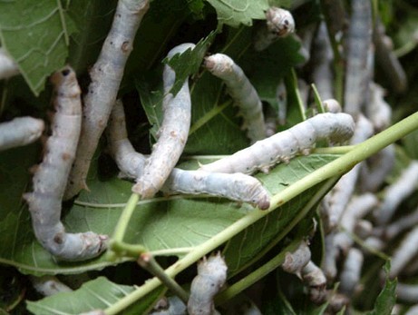  p>桑野蚕是 a href="#" data-lemmaid="14770484">鳞翅目蚕蛾科 /a>