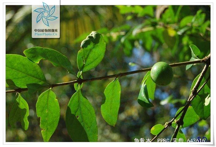  p>鱼骨木属植物.产广东,香港,海南,广西,云南和西藏的墨脱.