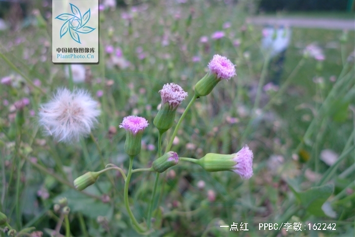  p>一点红(学名: i>emilia sonchifolia  /i>(l.