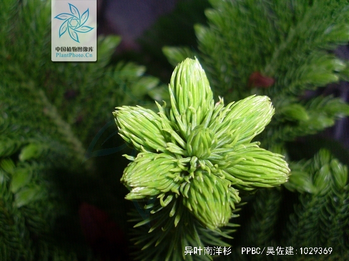 araucaria heterophylla (salisb.) franco