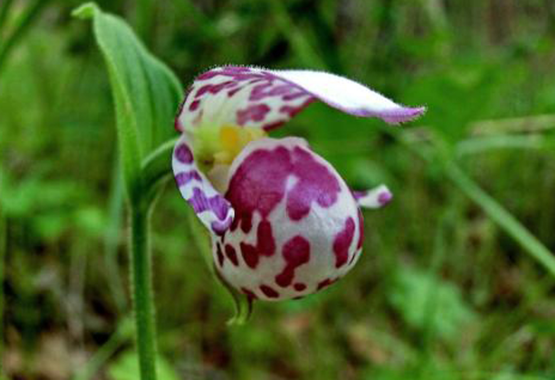 是兰科杓兰属植物;根状茎细长,横走,茎直立,被短柔毛和腺毛枝顶端具