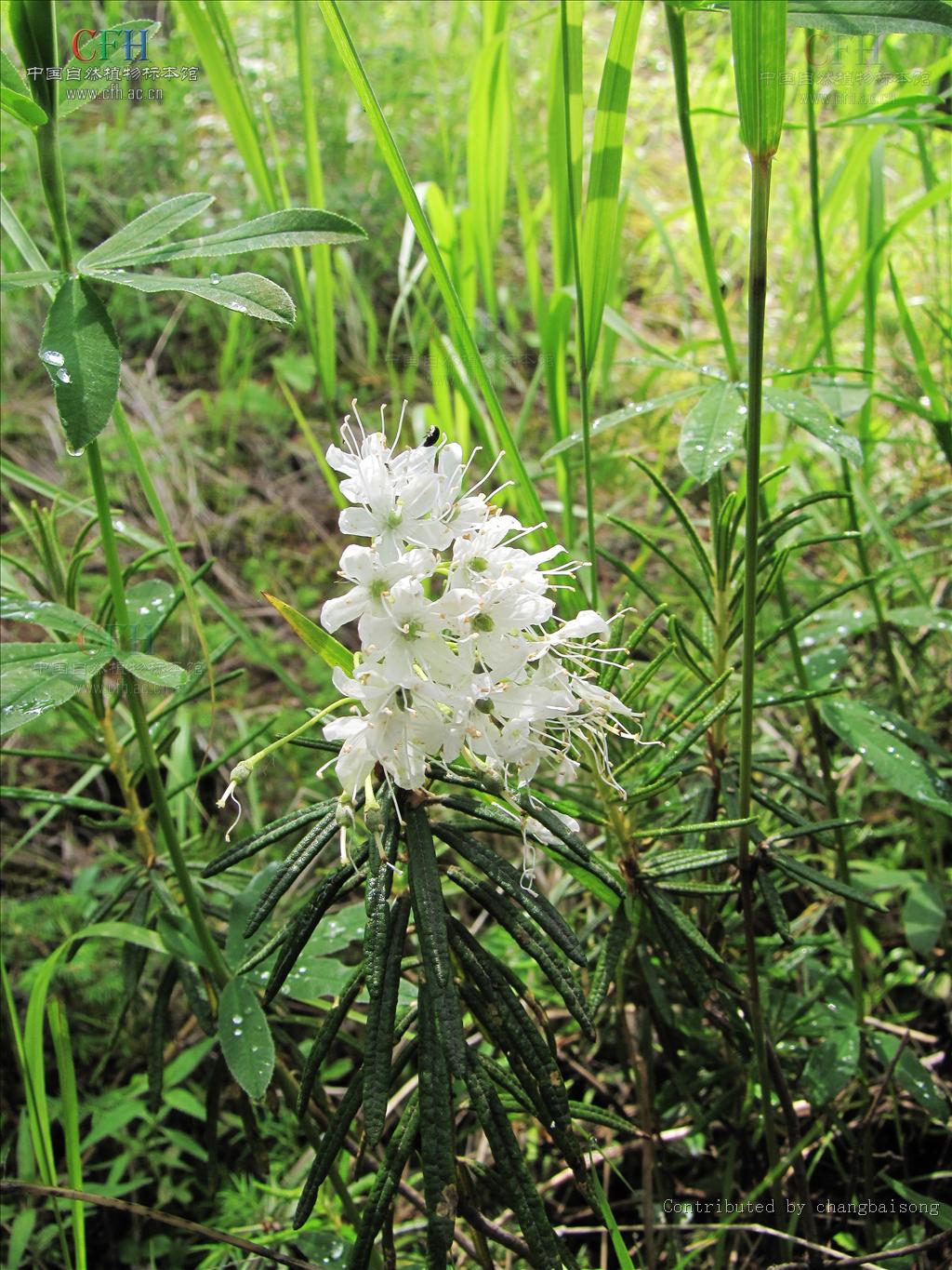  p>杜香属(学名:ledum),杜鹃花科下的一属,植物是中国东北地区一种