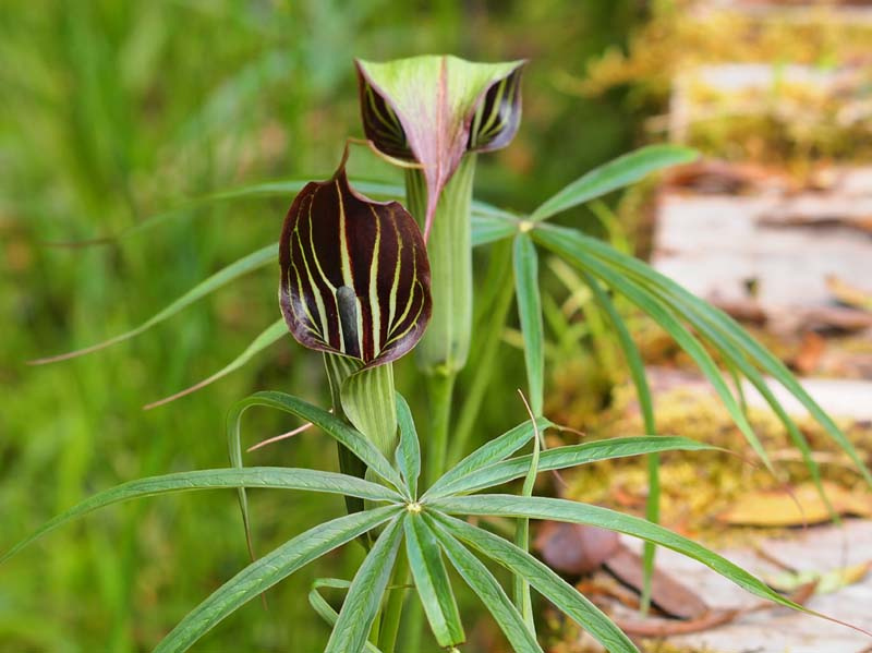 野生长行天南星三月份即可开花.开始时生俩枝叶.偶有簇生现象. /p>