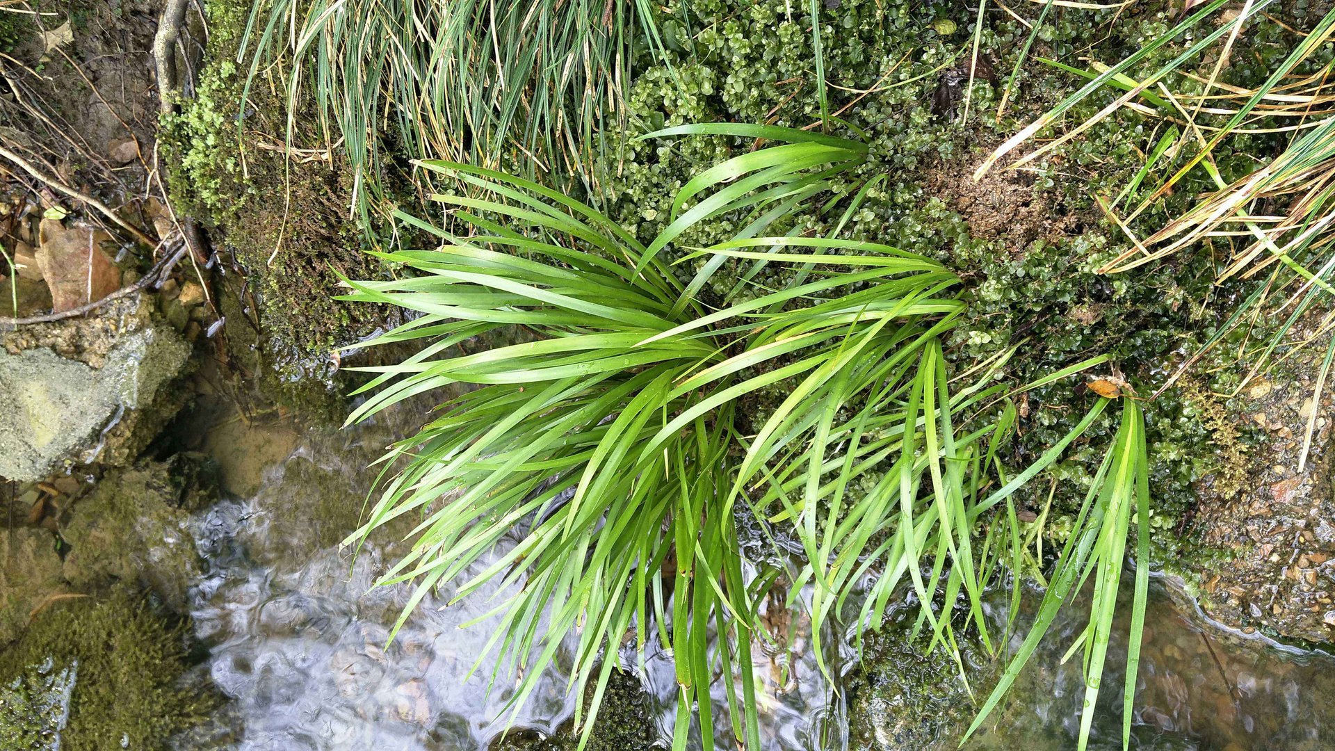 石菖蒲图片大全(石菖蒲图片大全大图)